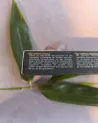 Encens Esoterik-Vibes Triade Divine | Harmonie et Protection